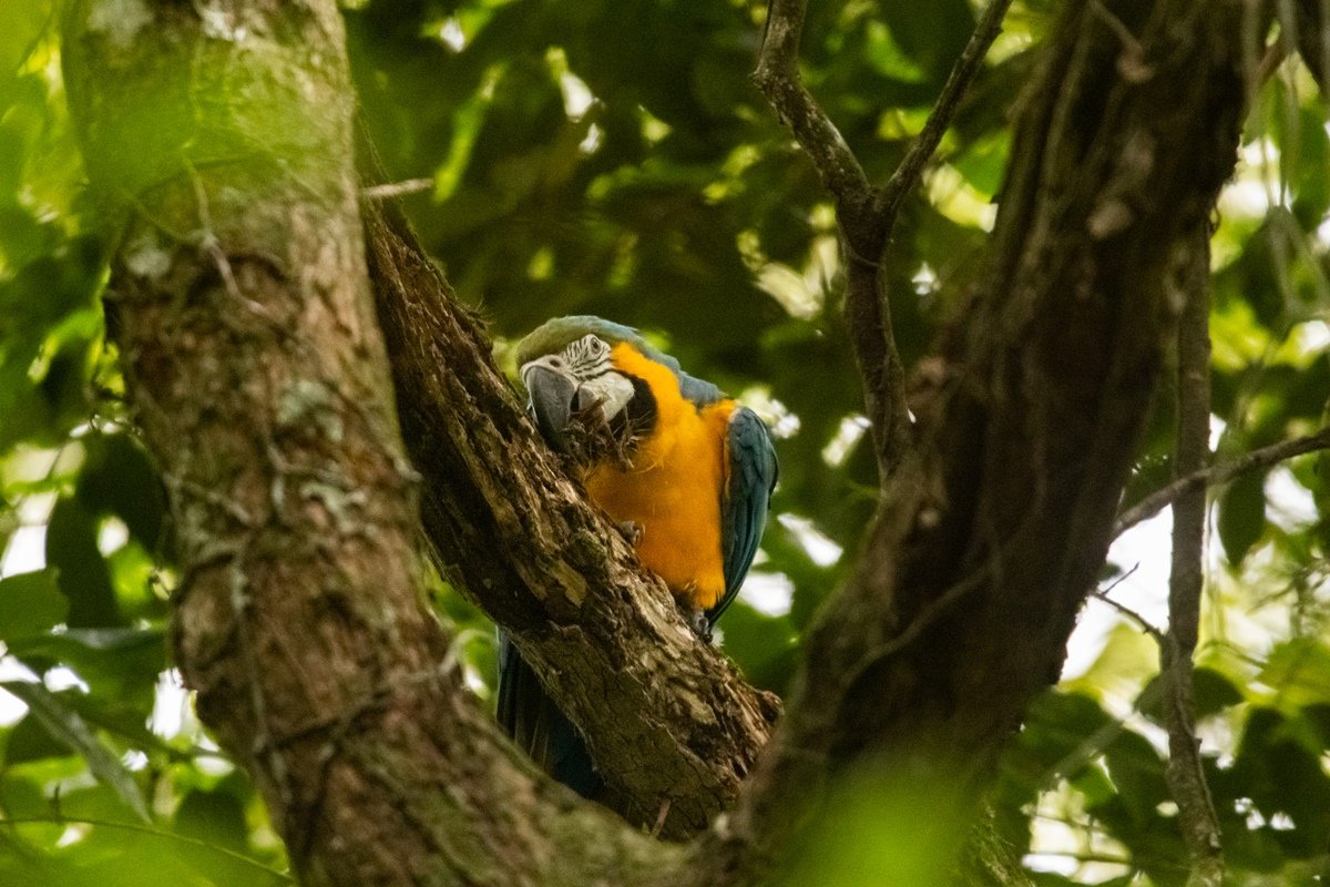 Araras-canindés voltam a voar livres no céu do Rio após 200 anos
